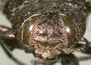 Media type: image;   Entomology 8118 Aspect: head frontal view